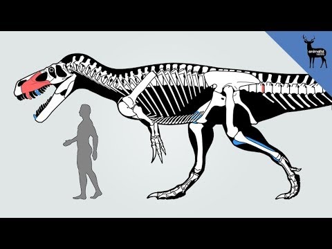 dinosaur - A news species of predatory dinosaur has been discovered in Portugal, and it may be the largest to have lived in Europe! Torvosaurus gurneyi, which could rea...