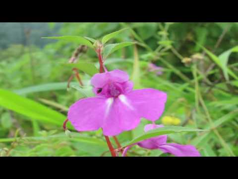 how to grow impatiens