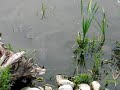 Wildlife and Nature in Toronto: Big fish....