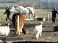 chevaux,,