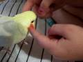 Cockatiel Bird Entertaining Little Girl