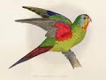 The Swift Parrot - Lathamus Discolor