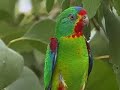 The Swift Parrot - Lathamus Discolor