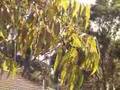 The Swift Parrot - Lathamus Discolor