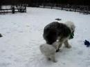 My dog is bigger than your dog