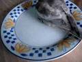Cockatiel first bath