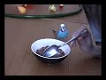 Budgie Table Manners  (Breakfast with Johnny)