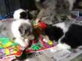 Noah-s-Litter-6-5-We