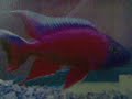 Award winning african cichlids