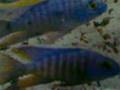 Award winning african cichlids