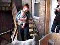 Baby-Holden-Attacked