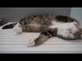 添い風呂なねこ２。-Maru is relaxed in the bathroom 2