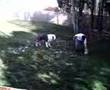 Antiguo Perro Pastor Inglés video