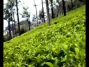 Tea Garden-2, Ooty Tea Garden-2, Ooty