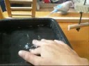 Buzzo the budgie tries a bath again.