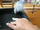 Buzzo the budgie tries a bath again.