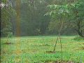 Um belo espetáculo de cuidado com a natureza