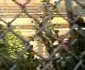 supriya films birds