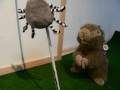 Murmel und die Spinne