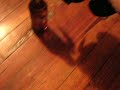 baby panda takes first steps and tastes beer!