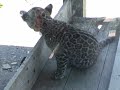 Jaguar Cub Part 2