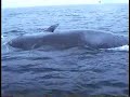 Dead Whale Dead Whale