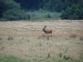 Deer in Poland