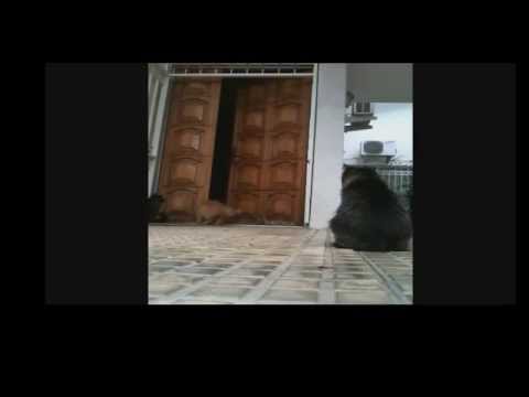Funny Videos 2014 Funny Cats Video Funny Cat Videos Ever Funny Animals Funny Fails 2014