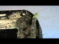 Bed Bugs Extreme Infestation