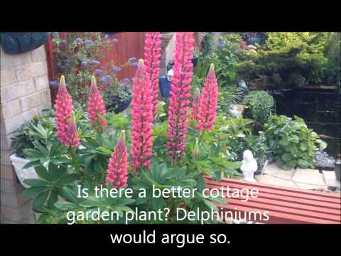 how to fertilize lupine