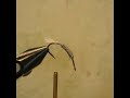 Green Caddis Larva (Step by steps)