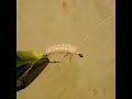Green Caddis Larva (Step by steps)