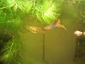 GUPPY: sp.bleu du japon GUPPY: sp.bleu du japon