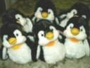 my 18 webkinz