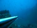 jorge benitez,pesca submarina algeciras-el estrecho