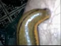 http://www.kuasaforex.com/index.php?ref=emiro


did you know ? , leech could cure variety of diseases as kidney pain,pimple , clean bloodstream,diabetes , male inner self energy , beauty purpose to women,and more.

for more information e-mail us leechagrotourism18@gmail.com