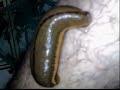 http://www.kuasaforex.com/index.php?ref=emiro


did you know ? , leech could cure variety of diseases as kidney pain,pimple , clean bloodstream,diabetes , male inner self energy , beauty purpose to women,and more.

for more information e-mail us leechagrotourism18@gmail.com