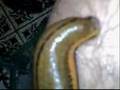 Cupping leech