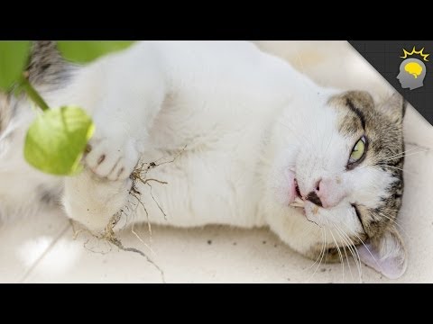 Catnip: Feline Psychedelic Freak-out - Science on the Web #53