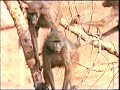 Animal Baboon Wild Battle Feud Crocodile