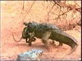 Baboons v Croc