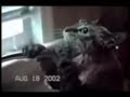 OMG LoL! Funny and Stupid CATS!http://wwhq.netNOTHING to do with:XXXpr0nsexysexbitchguitarpianoJUST:funny stupid cat cats lol lmao rofl roflmao silly scared