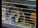 My cute rabbit locked up