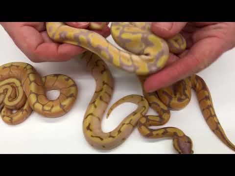 YouTube reptile video
