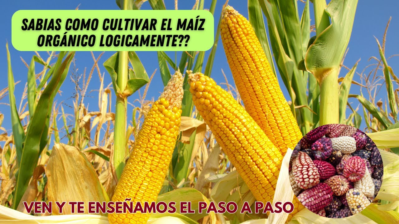 El paso a paso para sembrar maíz orgánico logicamente