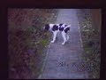 Kyra als pup