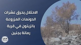 الاحتلال يحرق عشرات الدونمات المزروعة بالزيتون في قرية رمانة بجنين