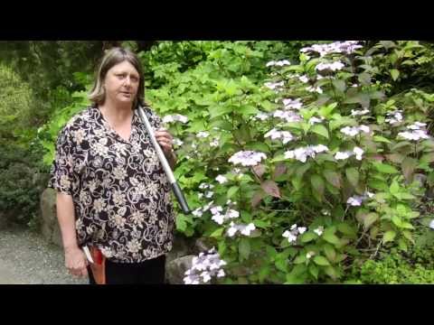 how to replant cut hydrangeas