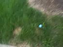 buelow n bouncy balls