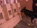 videos de Dutch Box Training Falco K9 Academy